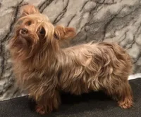 Savannah, a female Yorkshire Terrier for sale in Mount Carmel, PA – 7 of 7
