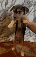 Teddy, a male Jack Russell Terrier and Yorkshire Terrier for sale in Coal Township, PA – 8 of 8