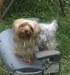 Benson, a male Yorkshire Terrier for sale in Mount Carmel, PA – 8 of 9