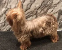 Savannah, a female Yorkshire Terrier for sale in Mount Carmel, PA – 4 of 7