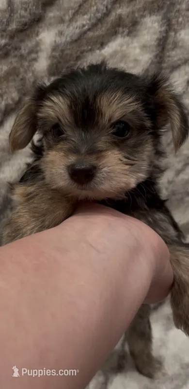 Benson – Yorkshire Terrier puppy for sale in Mount Carmel, PA
