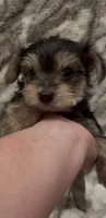 Benson, a male Yorkshire Terrier for sale in Mount Carmel, PA – 1 of 9