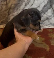 Olly , a male Jack Russell Terrier and Yorkshire Terrier for sale in Coal Township, PA – 2 of 6
