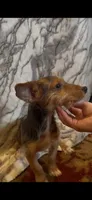 Winston, a male Jack Russell Terrier and Yorkshire Terrier for sale in Coal Township, PA – 8 of 8