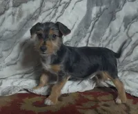 Duncan , a male Jack Russell Terrier and Yorkshire Terrier for sale in Coal Township, PA – 4 of 7