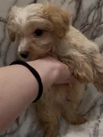 Dulce, a male Yorkshire Terrier for sale in Mount Carmel, PA – Photo 6 of 10