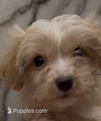 Dulce – Yorkshire Terrier puppy for sale in Mount Carmel, PA