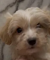 Dulce, a male Yorkshire Terrier for sale in Mount Carmel, PA – Photo 1 of 10