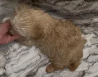 Dulce, a male Yorkshire Terrier for sale in Mount Carmel, PA – Photo 8 of 10