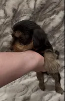 Benji, a male Yorkshire Terrier for sale in Mount Carmel, PA – 6 of 10