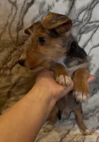 Winston, a male Jack Russell Terrier and Yorkshire Terrier for sale in Coal Township, PA – 2 of 8
