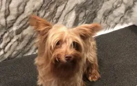 Savannah, a female Yorkshire Terrier for sale in Mount Carmel, PA – 6 of 7