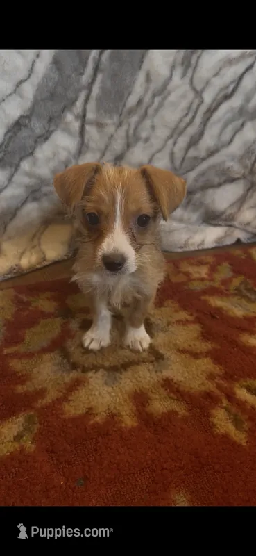 Penelope  – Jack Russell Terrier, Yorkshire Terrier puppy for sale in Coal Township, PA
