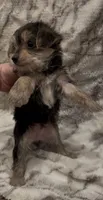 Benson, a male Yorkshire Terrier for sale in Mount Carmel, PA – 7 of 9