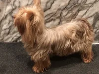 Savannah, a female Yorkshire Terrier for sale in Mount Carmel, PA – 2 of 7