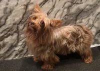 Savannah, a female Yorkshire Terrier for sale in Mount Carmel, PA – 3 of 7