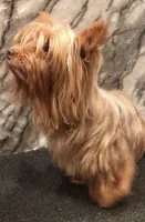 Savannah, a female Yorkshire Terrier for sale in Mount Carmel, PA – 5 of 7