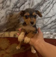 Teddy, a male Jack Russell Terrier and Yorkshire Terrier for sale in Coal Township, PA – 3 of 8