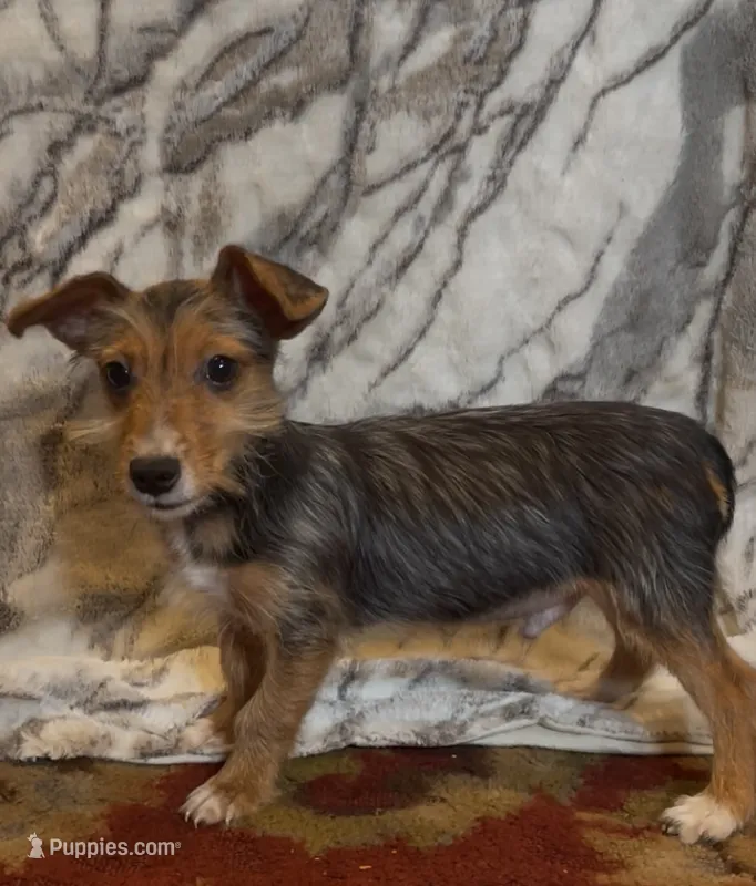 Winston – Jack Russell Terrier, Yorkshire Terrier puppy for sale in Coal Township, PA