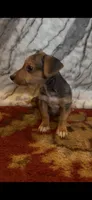 Winston, a male Jack Russell Terrier and Yorkshire Terrier for sale in Coal Township, PA – 9 of 10