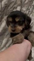 Benji, a male Yorkshire Terrier for sale in Mount Carmel, PA – 7 of 10