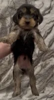 Benji, a male Yorkshire Terrier for sale in Mount Carmel, PA – 3 of 10