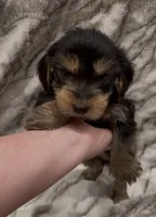 Benji, a male Yorkshire Terrier for sale in Mount Carmel, PA – 4 of 10