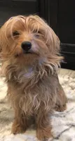 Benson, a male Yorkshire Terrier for sale in Mount Carmel, PA – 9 of 9