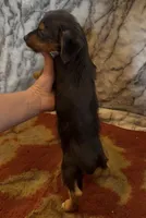 Olly , a male Jack Russell Terrier and Yorkshire Terrier for sale in Coal Township, PA – 5 of 6