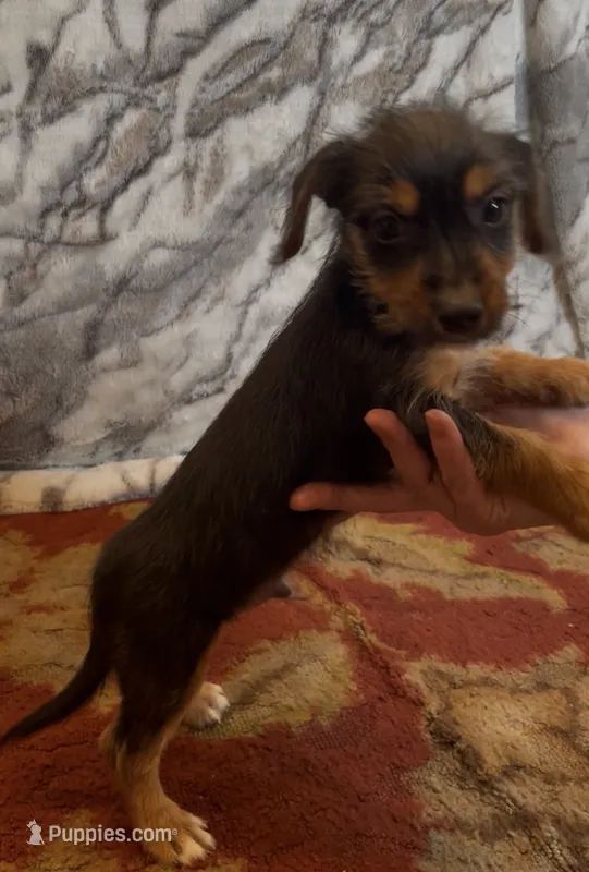 Olly  – Jack Russell Terrier, Yorkshire Terrier puppy for sale in Coal Township, PA