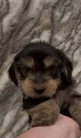 Benji, a male Yorkshire Terrier for sale in Mount Carmel, PA – 8 of 10