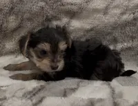 Benson, a male Yorkshire Terrier for sale in Mount Carmel, PA – 2 of 9