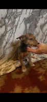 Winston, a male Jack Russell Terrier and Yorkshire Terrier for sale in Coal Township, PA – 7 of 8