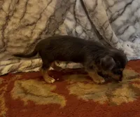 Olly , a male Jack Russell Terrier and Yorkshire Terrier for sale in Coal Township, PA – 3 of 6