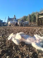 Sweetheart , a female Great Pyrenees for sale in Terra Bella, CA – 3 of 6
