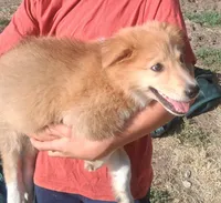 Sweetheart , a female Collie for sale in Terra Bella, CA – 3 of 5