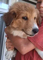 Rae, a female Collie for sale in Terra Bella, CA – 3 of 6
