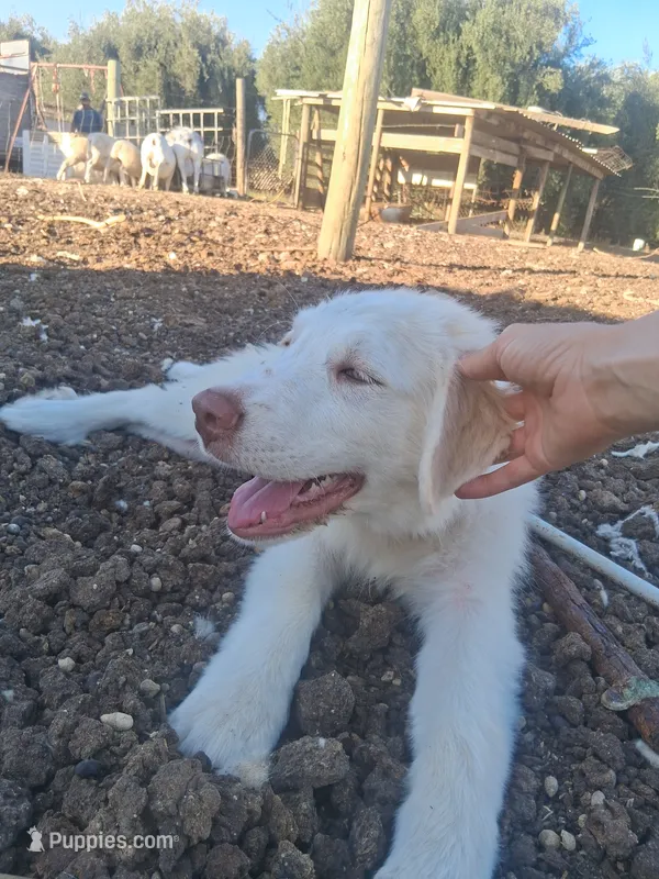 Sweetheart  – Great Pyrenees puppy for sale in Terra Bella, CA