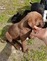 Buddy, a male English Bulldog and Labrador Retriever for sale in Terra Bella, CA – Photo 5 of 5