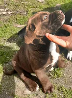 Buddy, a male English Bulldog and Labrador Retriever for sale in Terra Bella, CA – Photo 3 of 5