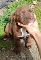 Buddy, a male English Bulldog and Labrador Retriever for sale in Terra Bella, CA – Photo 4 of 5