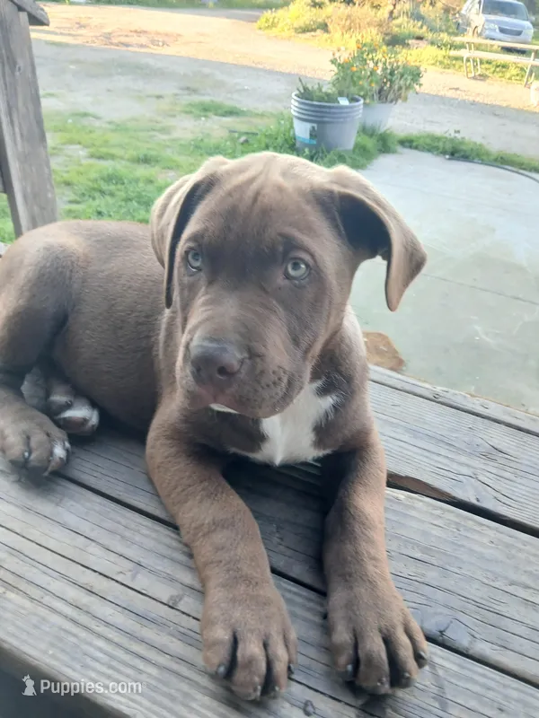 Buddy – American Bulldog, Labrador Retriever puppy for sale in Terra Bella, CA