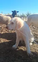 Sweetheart , a female Great Pyrenees for sale in Terra Bella, CA – 4 of 6