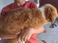 Rae, a female Collie for sale in Terra Bella, CA – 2 of 6