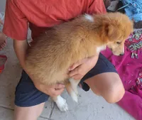 Winston , a female Collie for sale in Terra Bella, CA – 2 of 4