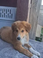 Grace, a female Collie for sale in Terra Bella, CA – 3 of 3
