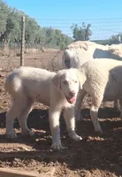 Sweetheart , a female Great Pyrenees for sale in Terra Bella, CA – 5 of 6