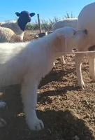 Sweetheart , a female Great Pyrenees for sale in Terra Bella, CA – 6 of 6