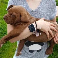 Max, a male English Bulldog and Labrador Retriever for sale in Terra Bella, CA – Photo 2 of 2
