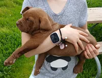 Max, a male English Bulldog and Labrador Retriever for sale in Terra Bella, CA – Photo 2 of 2